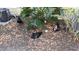 Three Muscovy ducks resting under a large plant at 1065 S Hiawassee Rd # 1428, Orlando, FL 32835