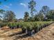 Rows of potted shrubs and trees in a sunny outdoor Bedroom at 3577 Dahlia Dr, Lake Hamilton, FL 33851