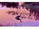 Great blue heron reflected in the water at sunset at 1426 Plumgrass Cir, Ocoee, FL 34761