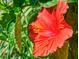 Close-up of a vibrant red hibiscus flower at 6353 River Rd, New Smyrna Beach, FL 32169