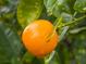 Close-up of a ripe orange hanging from a tree at 321 Fernhill Dr, Debary, FL 32713