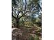 Mature trees and undergrowth in a wooded area at 1918 Mountain Lake Cutoff Rd, Lake Wales, FL 33859