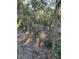 Partially fenced wooded area with a dirt path at 1918 Mountain Lake Cutoff Rd, Lake Wales, FL 33859
