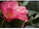 Close-up of a vibrant pink camellia at 5271 Isleworth Country Club Drive, Windermere, FL 34786