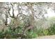Mature oak tree with Spanish moss in the backyard at 2293 Eldorado Ct, St Cloud, FL 34771