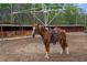 Brown horse with saddle in riding arena at 14181 Se 211Th Court, Umatilla, FL 32784