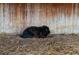 Black rabbit resting in a barn stall at 14181 Se 211Th Court, Umatilla, FL 32784