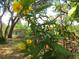 Yellow flowers and lush greenery add charm to the landscape at 16789 Se 69Th Ln, Ocklawaha, FL 32179