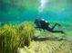 Scuba diving in clear water with lush aquatic plants at 11895 E Blue Cove Dr, Dunnellon, FL 34432