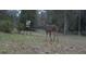 A whitetail deer near a feeder, highlighting the property's wildlife at 7545 Ne 58Th Ave, Anthony, FL 32617