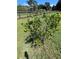 Small orange tree with several green oranges growing at 9526 Sw 72Nd Ct, Ocala, FL 34476