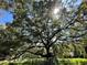 Image of a large oak tree with sprawling branches at 9526 Sw 72Nd Ct, Ocala, FL 34476