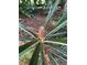 Close-up of a pineapple plant growing in the garden at 9526 Sw 72Nd Ct, Ocala, FL 34476