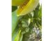 Close-up of a banana tree with a bunch of green bananas at 9526 Sw 72Nd Ct, Ocala, FL 34476