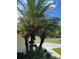 Mature palm trees and neatly landscaped flowerbeds add curb appeal at 5858 Nw 27Th Pl, Ocala, FL 34482
