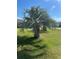 Single palm tree in a lush green lawn at 5858 Nw 27Th Pl, Ocala, FL 34482