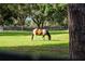 Horse grazing peacefully in a lush green pasture at 22422 Lake Seneca Rd, Eustis, FL 32736