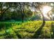 Lush green pasture with mature oak trees and a sunny, bright atmosphere at 17800 Se 237Th Ct, Umatilla, FL 32784