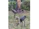 Gathering of Sandhill Cranes near property at 14830 Se 61St Street Rd, Ocklawaha, FL 32179