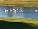 White pelicans and ducks swimming in a pond at 6671 Sw 97Th Terrace Rd, Ocala, FL 34481