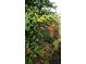 Green shrubs with hints of red leaves at 3590 Sw 24Th Avenue Rd, Ocala, FL 34471