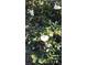 White camellia bush in full bloom at 3590 Sw 24Th Avenue Rd, Ocala, FL 34471