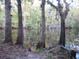 Serene riverbank with tall trees and lush vegetation at 17935 Se 10Th Pl, Silver Springs, FL 34488