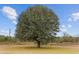Large oak tree in the front yard of a country property at 21959 Nw 6Th St, Dunnellon, FL 34431
