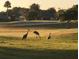 Serene golf course view with sand trap and birds at 13195 Se 93Rd Cir, Summerfield, FL 34491