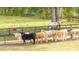 Several cows standing together in a fenced-in pasture at 2751 Ne 46Th St, Ocala, FL 34479