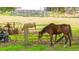 Brown horse and white cow grazing in a pasture with hay feeder at 2751 Ne 46Th St, Ocala, FL 34479