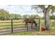 Brown horse eating from a metal trough in a fenced pasture at 2751 Ne 46Th St, Ocala, FL 34479