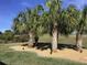 Landscaped backyard with palm trees and gravel at 15825 Sw 11Th Court Road Rd, Ocala, FL 34473