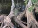 Small alligator resting on the cypress tree roots at 1962 Eloise Cove Dr, Winter Haven, FL 33884