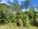 Natural treeline behind a grassy backyard area at 1561 Vienna Square Dr, Winter Haven, FL 33884