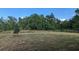 Open backyard with mature trees and grassy area at 3937 Reed Grass Pl, Kissimmee, FL 34746