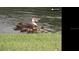 Ducks and ducklings swimming in a lake at 1542 Sun Meadow Dr, Orlando, FL 32824