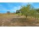 Large backyard with open space and a fruit tree at 2649 Sunset Cir, Lake Wales, FL 33898