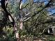 Wooded lot with large oak trees and undergrowth at 3800 Lavender Way, Casselberry, FL 32707