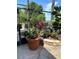 Landscaped patio with stone pathway and potted plants at 1501 Sunset Pointe Pl, Kissimmee, FL 34744