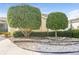 Well manicured landscaping with trimmed shrubs at 2294 Trailwinds Ter, The Villages, FL 32162