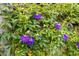 Purple passion flowers blooming on a fence at 3660 Grand Ave, Deland, FL 32720