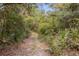 Peaceful nature trail winding through native Florida vegetation at 3660 Grand Ave, Deland, FL 32720