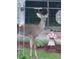 Buck deer in yard near fence and garden decor at 3660 Grand Ave, Deland, FL 32720