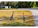Two sandhill cranes in a grassy neighborhood area at 1020 Hanford Dr, Deltona, FL 32738