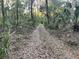 Long driveway through lush Florida woodland at 353 Vannote Rd, Pierson, FL 32180