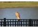 Red-shouldered hawk perched on a fence near water at 588 Mosaic Blvd, Daytona Beach, FL 32124