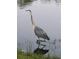 Great blue heron in the water at 588 Mosaic Blvd, Daytona Beach, FL 32124