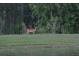 White-tailed deer grazing near a lake at 588 Mosaic Blvd, Daytona Beach, FL 32124