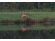 White-tailed deer near a lake at 588 Mosaic Blvd, Daytona Beach, FL 32124